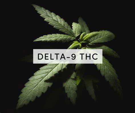 HHC vs. Delta-9: A Comparison of Two Cannabinoids