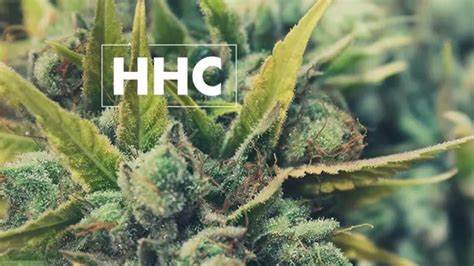 Comparing HHC and THC: Understanding the Differences and Effects