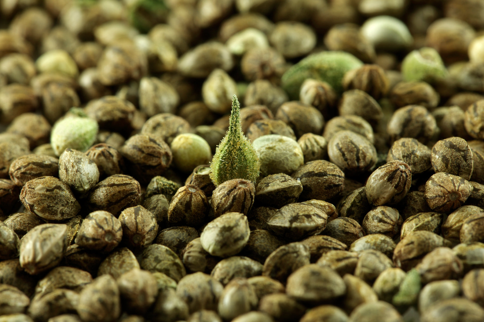 Exploring the Nutritional Powerhouse: Hemp Seeds and Their Health Benefits
