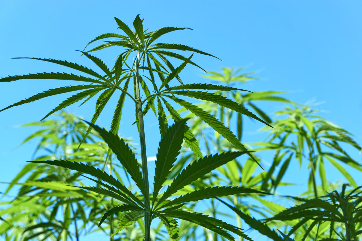 A Guide to Growing Your Own Hemp: Cultivating Nature's Versatile Plant